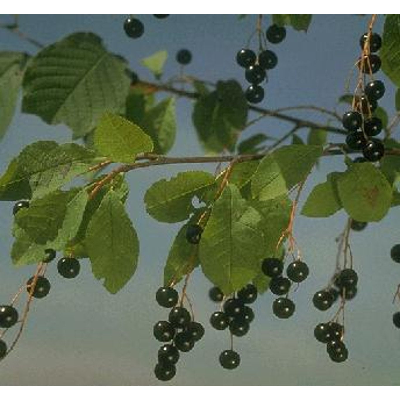 Hägg – Prunus padus - 12/14 in Cont HO/ST